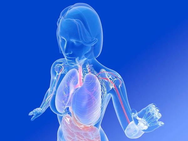 Ilustração Anatomia Interna Mulher Com Cabelo Mostrando Sistemas Respiratório Digestivo — Fotografia de Stock
