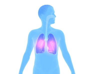 Profilde bir adamın siluetinin iç anatomisini gösteren 3D çizimi. Vurgulanmış solunum sistemiyle beyaz arkaplanda kırpılmış resim.