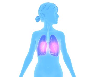 Profilde akciğer ve solunum sistemini gösteren üç boyutlu kadın figürü var. Beyaz arkaplanda kesilmiş mavi renk silueti.