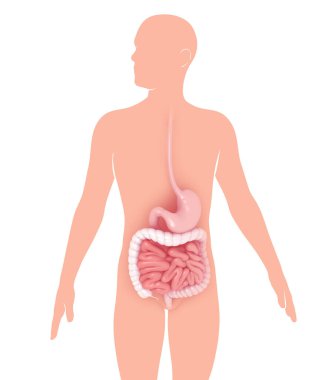 Sindirim sistemi, mide ve bağırsakların anatomik iç kısmının 3 boyutlu çizimi. Grafiksel olarak göze çarpan bir kişinin siluetinde.