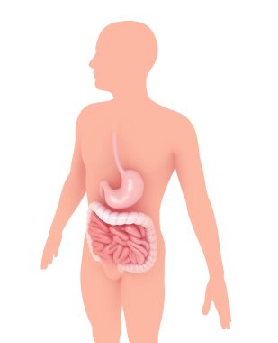 Sindirim sistemi, mide ve bağırsakların anatomik iç kısmının 3 boyutlu çizimi. Grafiksel olarak göze çarpan bir kişinin siluetinde.