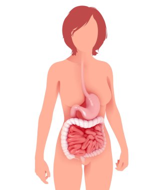 Sindirim sisteminin anatomik iç kısmının 3 boyutlu çizimi. İnce bağırsak ve mideyi grafiksel olarak vurgulayan bir kişinin siluetinde..