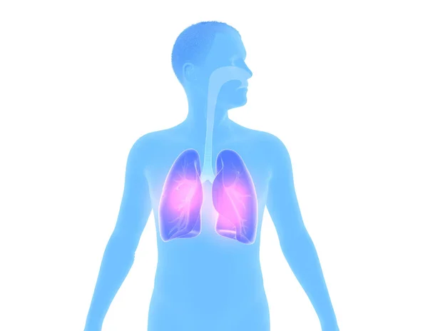 Profilde bir adamın siluetinin iç anatomisini gösteren 3D çizimi. Vurgulanmış solunum sistemiyle beyaz arkaplanda kırpılmış resim.