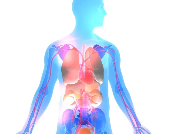 3d illustration of human figure with various colors and lights, showing the internal anatomy. Silhouette cut out on white background with bright transparent colors.