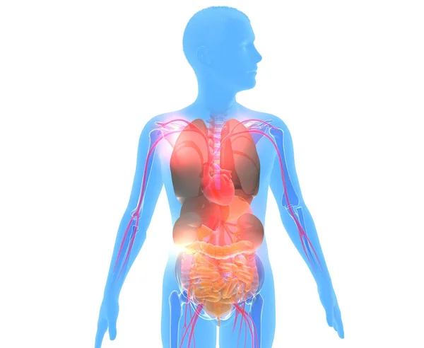 Illustration Blue Human Figure Showing Internal Anatomy Cutout Silhouette White — Stockfoto