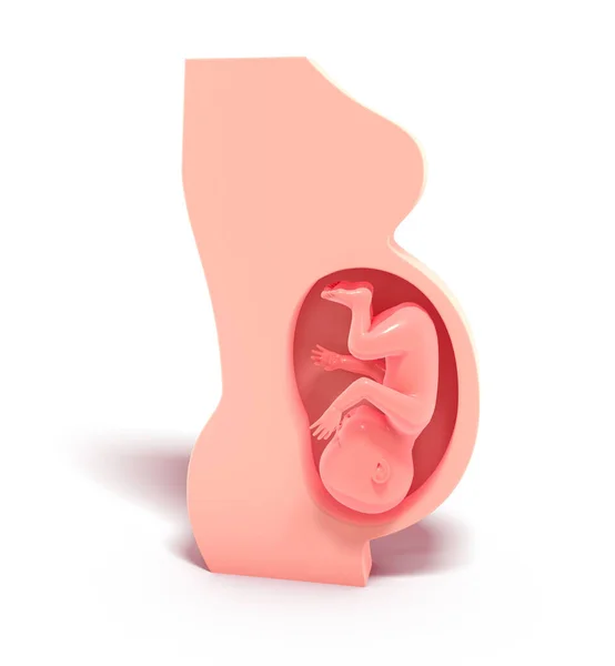 Illustration Graphic Representation Pregnancy Showing Anatomical Interior Cast Shaped Woman — Stock Photo, Image