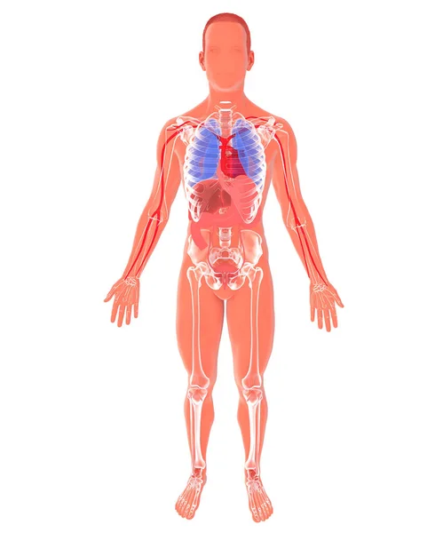 Ilustração Figura Humana Mostrando Anatomia Interna Silhueta Recortada Sobre Fundo — Fotografia de Stock
