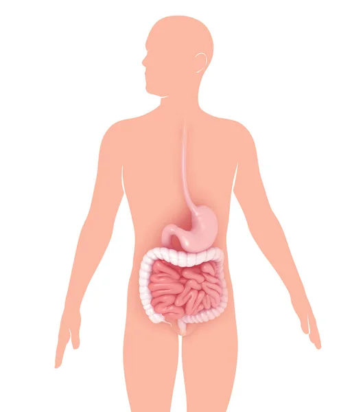 消化器系 腸の解剖学的内部の3Dイラスト グラフィカルに目立つ人のシルエットに — ストック写真