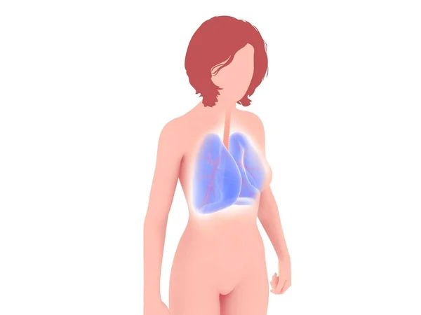 Línea Ilustración Pulmones Humanos Bronquios Destacando Silueta Una Mujer Con — Foto de Stock