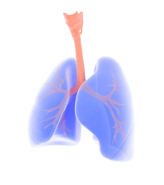 Ilustración Pulmones Bronquios Semitransparentes Imagen Aislada Sobre Fondo Blanco —  Fotos de Stock