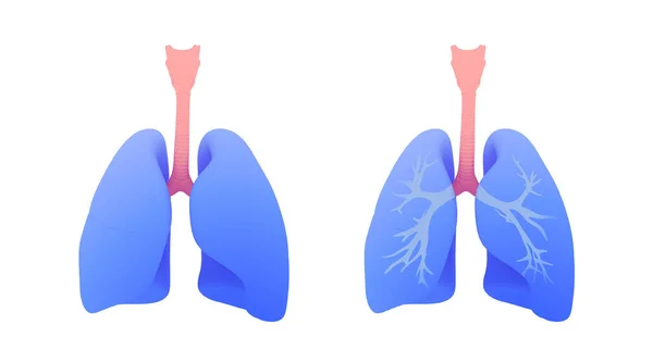 Illustration Lungs Lungs Bronchi Modern Graphic Style Image Isolated White — стоковое фото