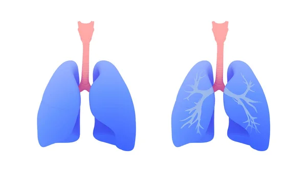 Ciğerlerin, akciğerlerin ve bronşların 3 boyutlu çizimi. Modern grafik tarzı resim, beyaz arkaplanda izole.