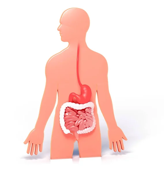 消化器系の解剖学的内部の3Dイラスト 大きな腸と胃をグラフィカルに強調する人のシルエットで — ストック写真