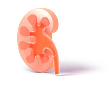 Yarı şeffaf cam böbreğin üç boyutlu çizimi. İç anatomiyi gölgeli bir şekilde gösteriyor..