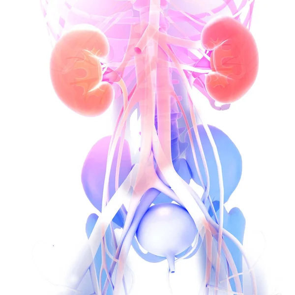 Şeffaf böbrek anatomisi, proksimal organlar ve iskeletin 3D çizimi. Elektrik grafik biçimi ve parlak renklerle.