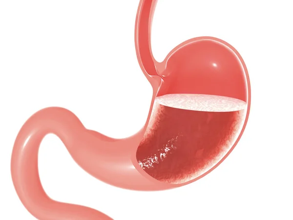 Illustration Anatomy Human Stomach Esophagus Intestine Empty Section Showing Empty — Foto Stock