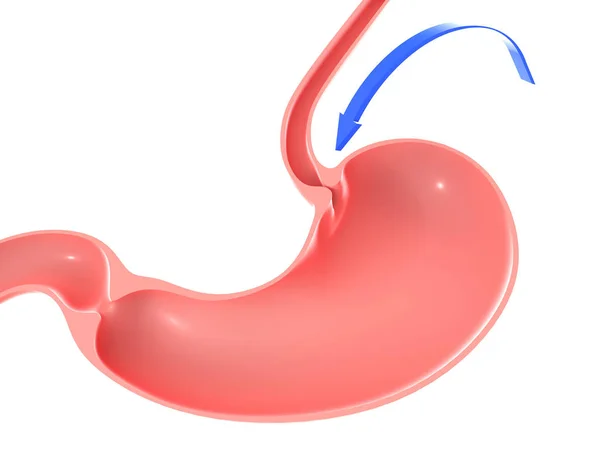 Illustration Human Stomach Highlighting Duodenal Sphincter Esophagus Blue Arrow Movement — Stockfoto