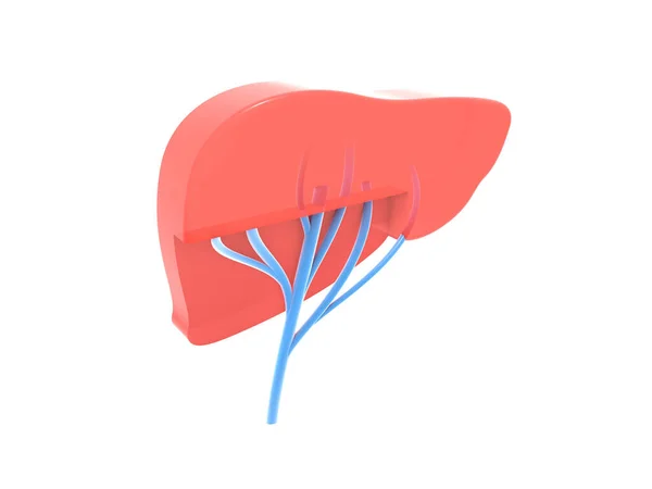 Illustration Human Liver Veins Flat Representation Volume Silhouette Isolated White — стоковое фото