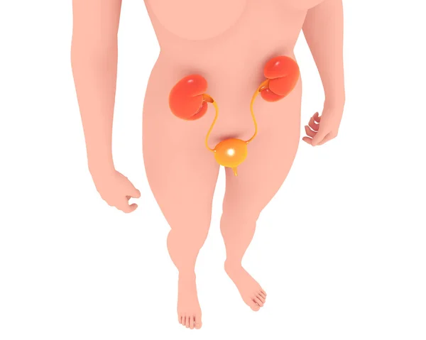 Ilustración Del Sistema Urinario Anatómico Sobre Silueta Una Mujer Vista — Foto de Stock