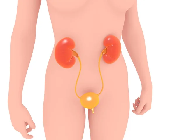 Anatomik idrar sisteminin bir kadının siluetinin üzerindeki üç boyutlu çizimi. Ön görünüm.