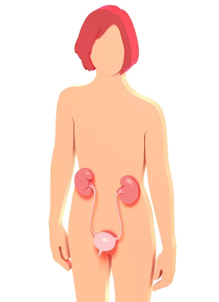 Kadının Idrar Sisteminin Anatomisini Gösteren Düz Çizimi Düz Siluet Taraftan — Stok fotoğraf