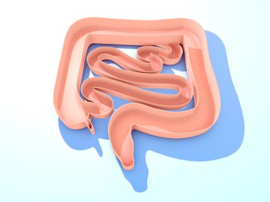 İnce ve kalın bağırsağın anatomik 3D çizimi. Açık iç mekan gösteriliyor, kırpılmış resim gradyan mavi arkaplana doğru eğiliyor..