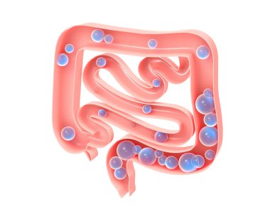 İnce ve kalın bağırsağın gaz ile anatomik 3D çizimi. Açık iç mekanı ve gaz oluşumunun evrimini gösteriyor. Aerophagia.