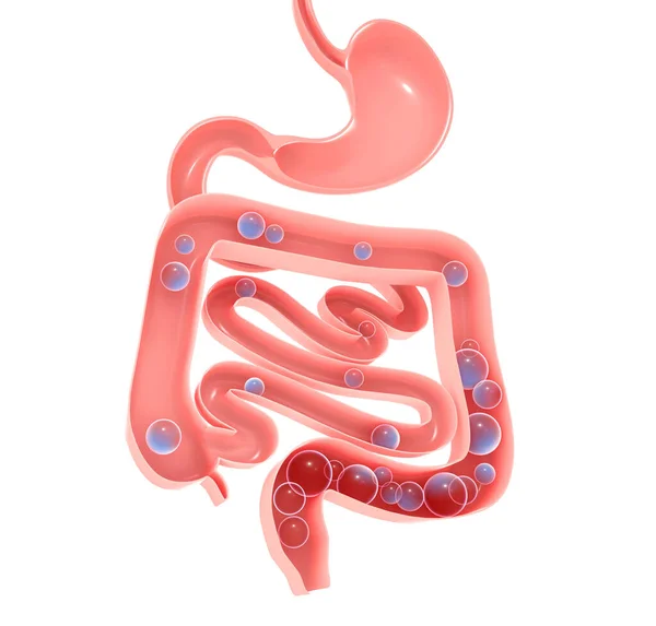 Ilustração Anatômica Sistema Digestivo Estômago Intestino Grosso Delgado Com Gases — Fotografia de Stock