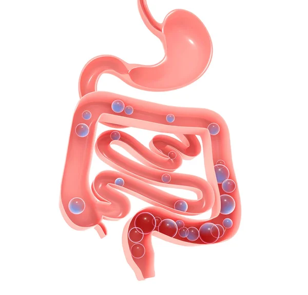 Sindirim sisteminin anatomik 3 boyutlu çizimi. Mide, kalın ve ince bağırsak ve gazlar. Açık iç mekanı gösteriyor. Aerophagia.