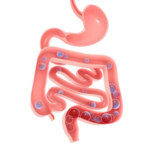 Sindirim Sisteminin Anatomik Boyutlu Çizimi Mide Kalın Ince Bağırsak Gazlar — Stok fotoğraf