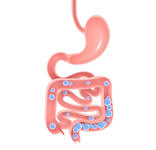 消化器系の解剖学的な3Dイラスト ガスと大小の腸 開いているインテリアを表示します 好気性菌 — ストック写真