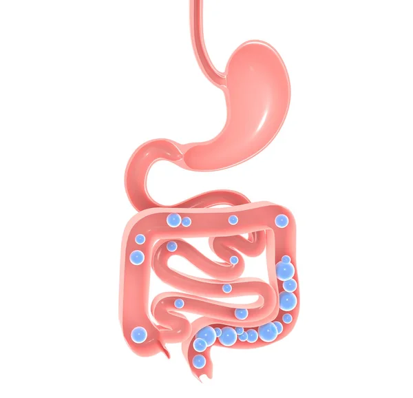 Sindirim sisteminin anatomik 3 boyutlu çizimi. Mide, kalın ve ince bağırsak ve gazlar. Açık iç mekanı gösteriyor. Aerophagia.