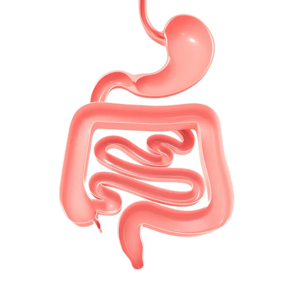 Ilustração Anatômica Sistema Digestivo Estômago Intestino Grosso Delgado Mostrando Interior — Fotografia de Stock