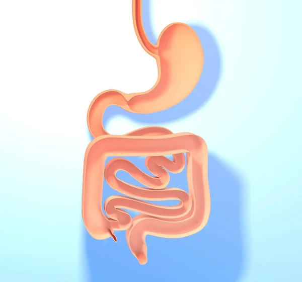 Ilustração Anatômica Sistema Digestivo Estômago Intestino Grosso Delgado Mostrando Interior — Fotografia de Stock