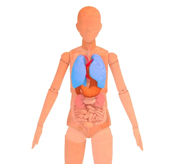Ilustracja Przegubowego Drewnianego Manekina Ukazującego Wnętrze Anatomiczne Organy Życiowe Przycięty — Zdjęcie stockowe