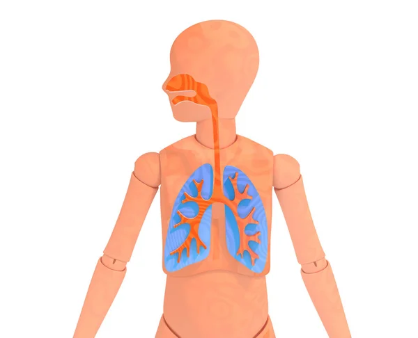 Illustrazione Manichino Legno Articolato Con Sistema Respiratorio Polmoni Bronchi Ent — Foto Stock