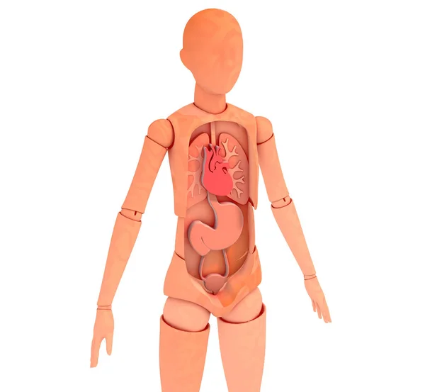 Anatomik Metodu Gösteren Boyutlu Ahşap Manken Çizimi Hayati Organlar Beyaz — Stok fotoğraf