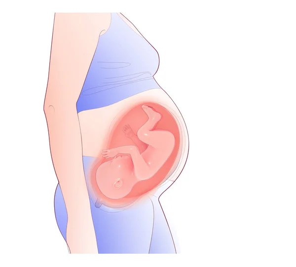 妊娠中の女性のラインと3Dイラスト 子宮と胎児の内部を示すことが強調されました 高度なジェスチャー — ストック写真