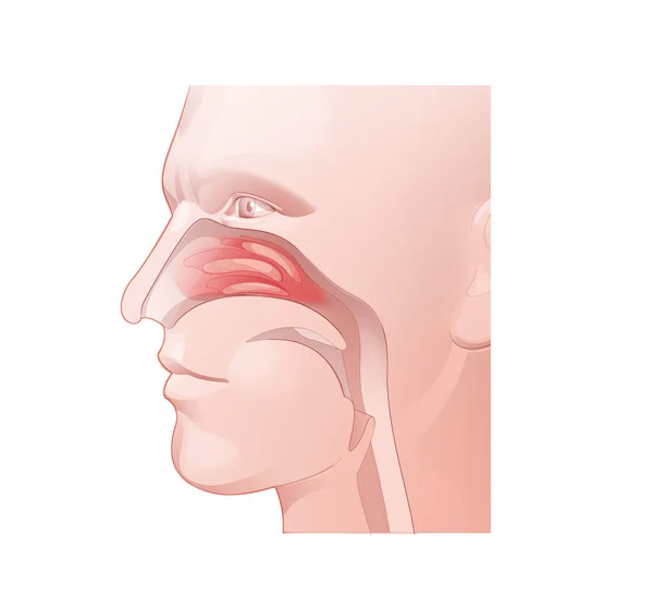 Лінійна Ілюстрація Ніздрів Дихальної Системи Анатомічний Інтер Голови Людини Ент — стокове фото