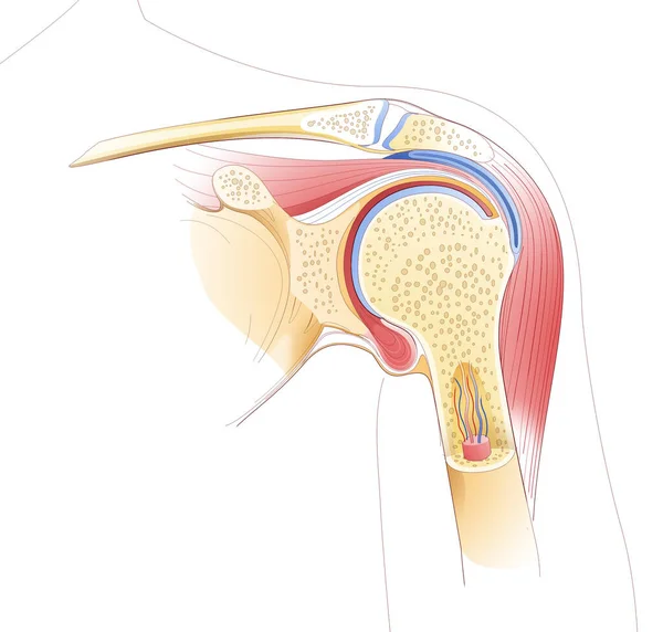 Omuz ekleminin çizgi çizimi. İç anatomiyi, kemikleri ve kasları gösteriyor..