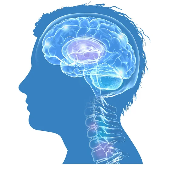 Ilustração Silhueta Uma Cabeça Humana Masculina Mostrando Cérebro Primeiras Vértebras — Fotografia de Stock