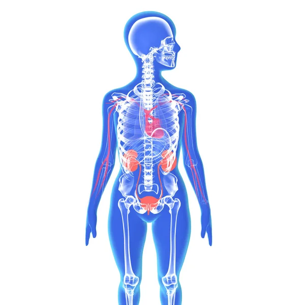 Иллюстрация Силуэта Женского Тела Показывающая Скелет Позвонки Сердце Почки Другие — стоковое фото