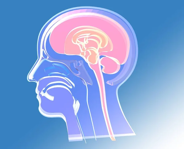 İnsan kafası anatomisinin 3 boyutlu görüntüsü. Burun ve burun deliklerinde şeffaf camlar var. ENT.