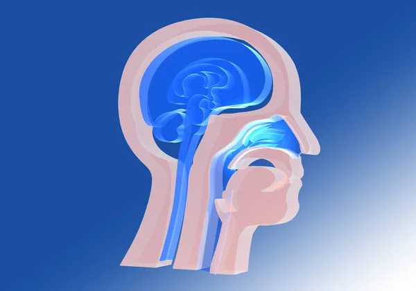人間の頭の解剖学の内部の3Dイラスト 透明ガラス 鼻や鼻孔内 Ent — ストック写真