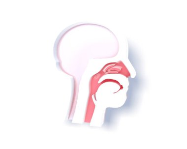 Beyaz insan kafasının üç boyutlu çizimi, gölgeli siluet. Anatomik iç mekan, ENT ve beyin gösteriliyor.