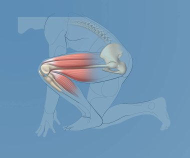 Diz ve kalça eklem çizgisi ve bacak kasları, arka plan beyaz.