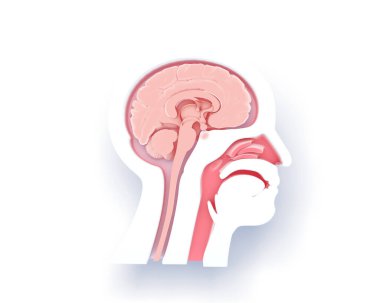 Beyaz insan kafasının üç boyutlu çizimi, gölgeli siluet. Anatomik iç mekan, ENT ve beyin gösteriliyor.