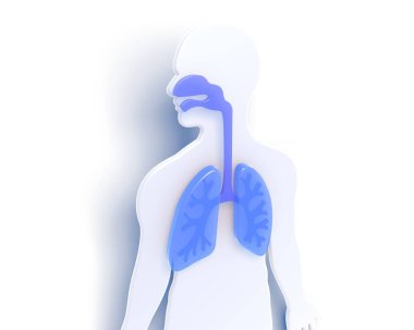 İnsan vücudunun anatomik 3d görüntüsü solunum sistemini gösteriyor. Gölgeli beyaz arkaplanda.