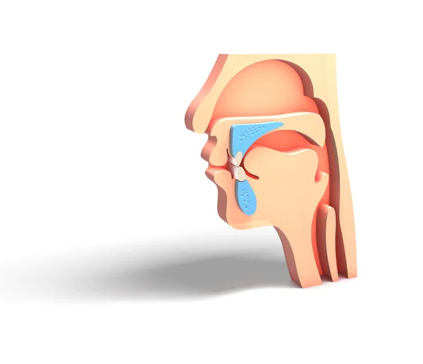 Ilustracja Ludzka Głowa Opróżniona Otorynolaryngologia Ent — Zdjęcie stockowe