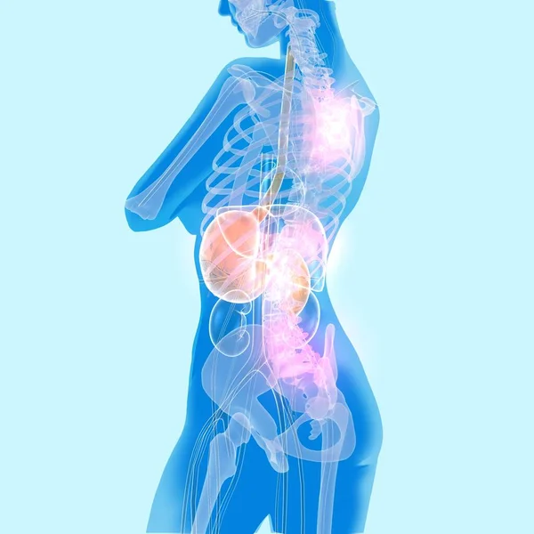 Illustration Luminous Transparent Internal Organs Female Figure — Stock Photo, Image